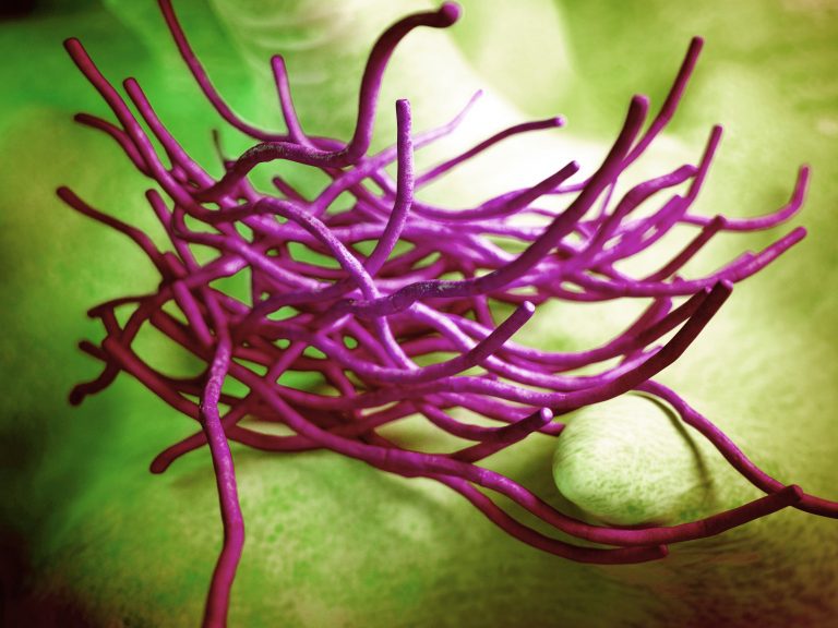 Removing Anthrax Bacterial Armor May Lead to New Therapies