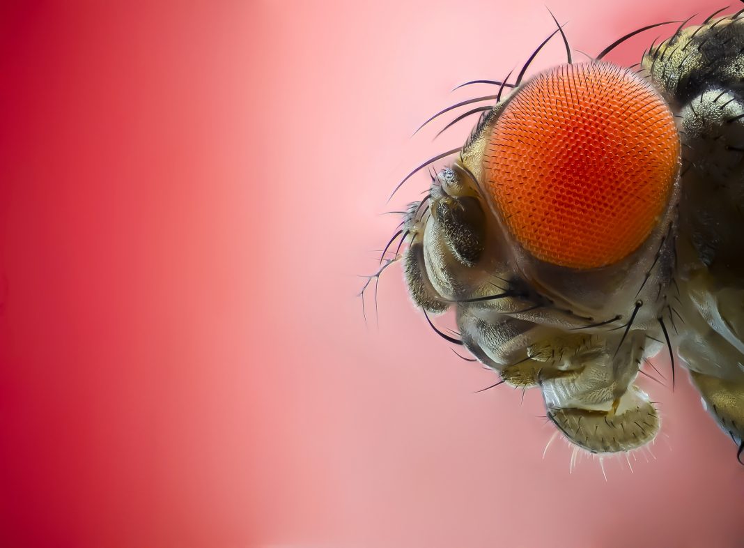 Close up of a fruit fly.