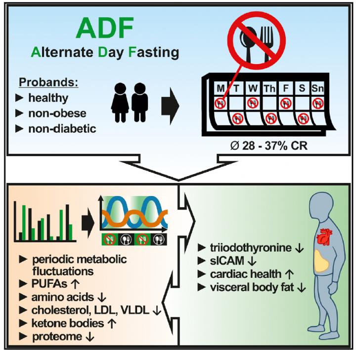 Exploring Different Approaches to Alternate-day Fasting for Optimal Results