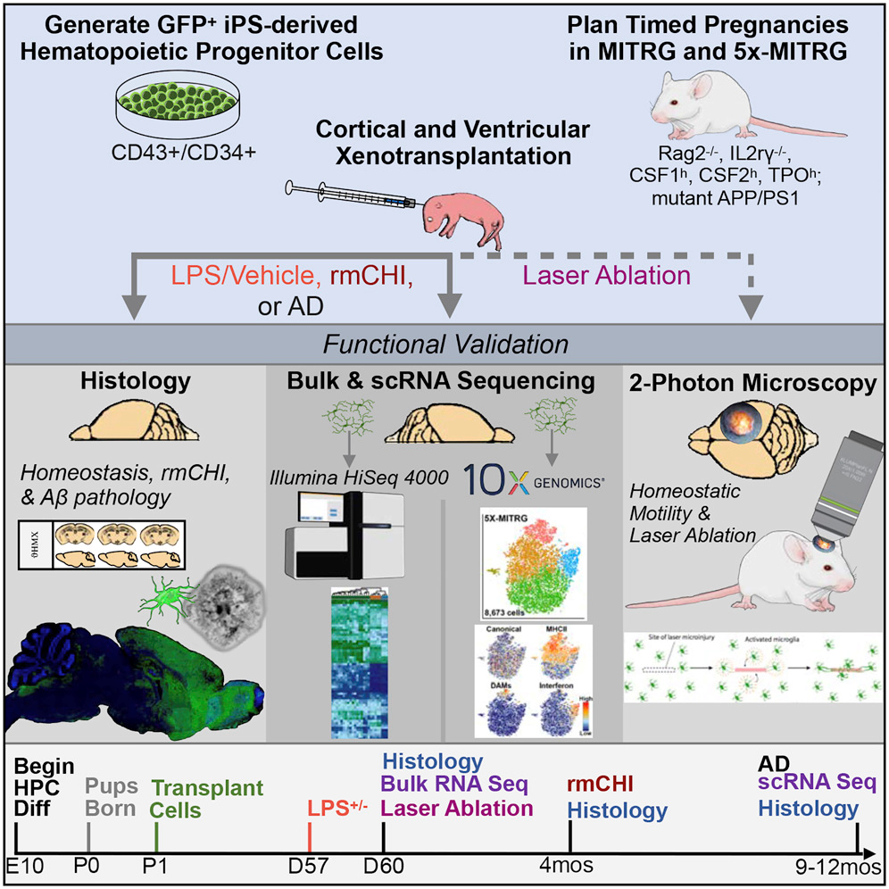 Chimeric Model Alzheimer's graphical abstract