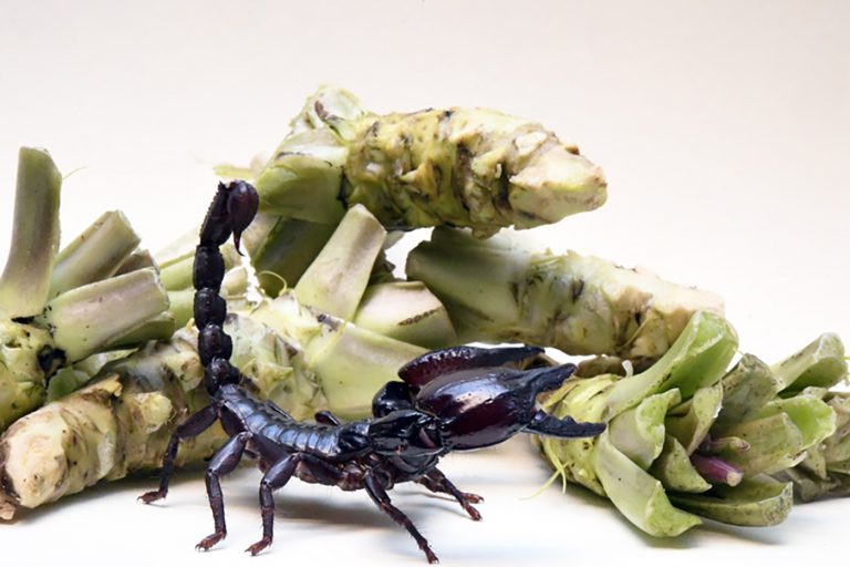 Scorpion Toxin and Wasabi Receptors Help Scientists Unravel Chronic Pain Mechanisms