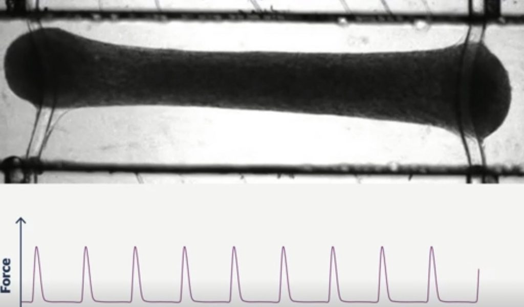 Heart-on-a-chip mimics drug response seen in humans