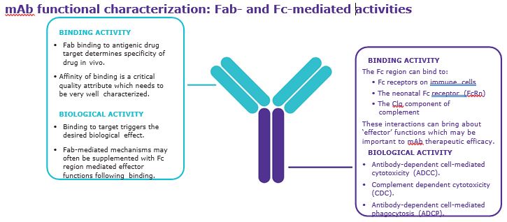 mAb functional characterization: Fab- and Fc-mediated activities