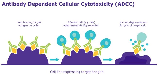 Antibody Dependent Cellular Cytotoxicity