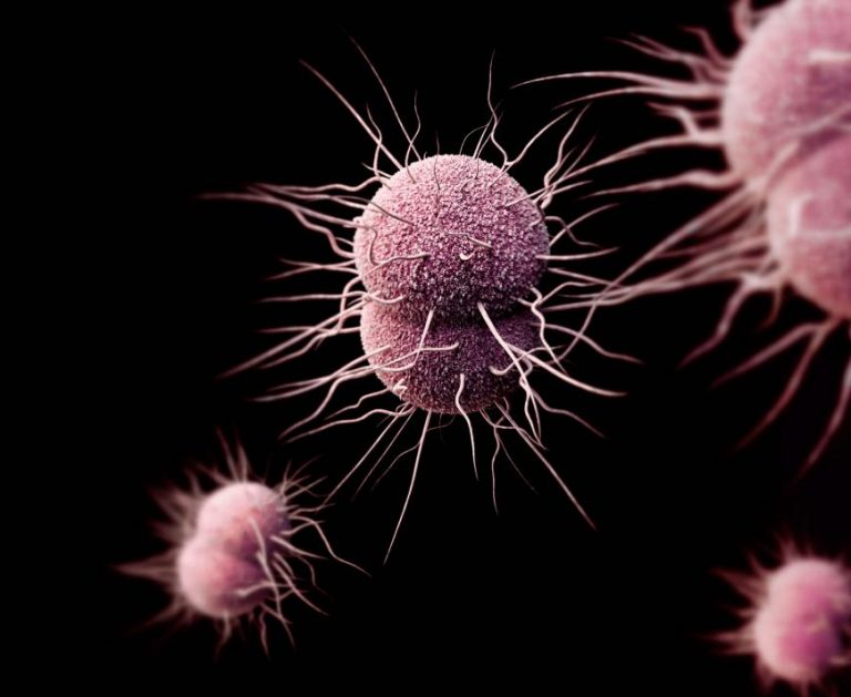 Galvanized Researchers Find Blocking Zinc Uptake Protects against Gonorrhea