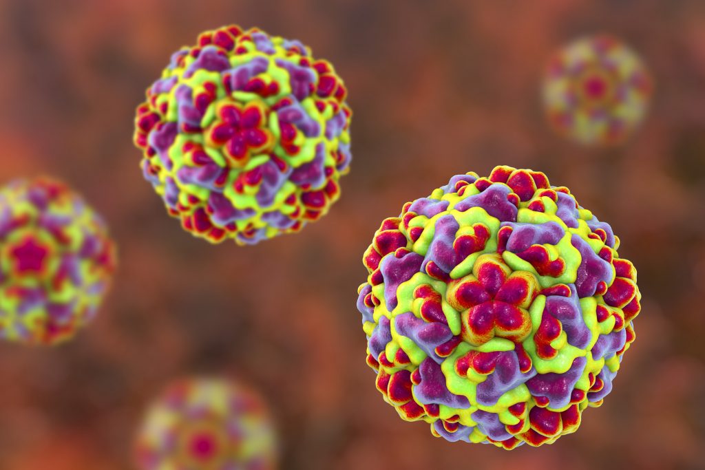 Rhinovirus, illustration