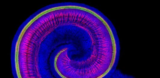 snail-shaped cochlea