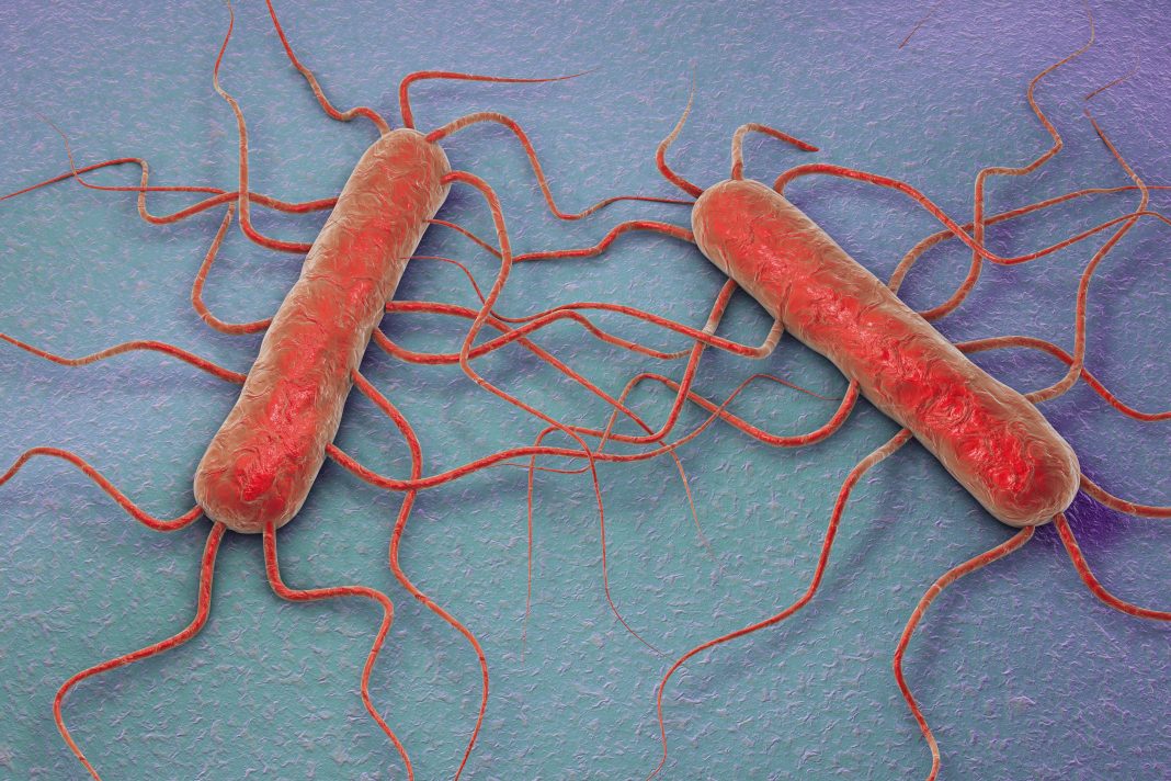 Listeria monocytogenes, illustration