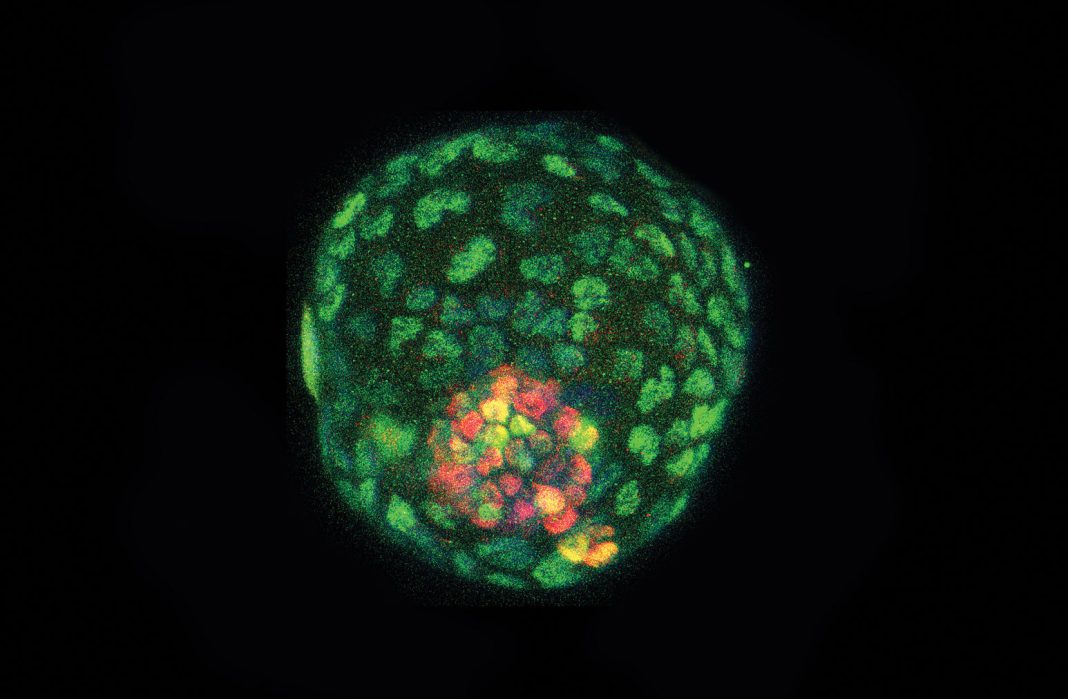 mouse blastocyst-like structure