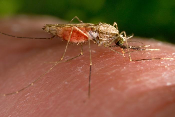 Mosquitoes Sense Bed Net Insecticides through Their Legs