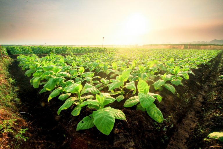 Medicago Taps Cellectis to Boost Therapeutic Protein Production in Tobacco Plants