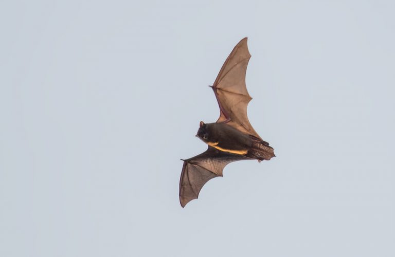 Coronavirus Outbreak Emerged from Bats, Genomic Findings Suggest