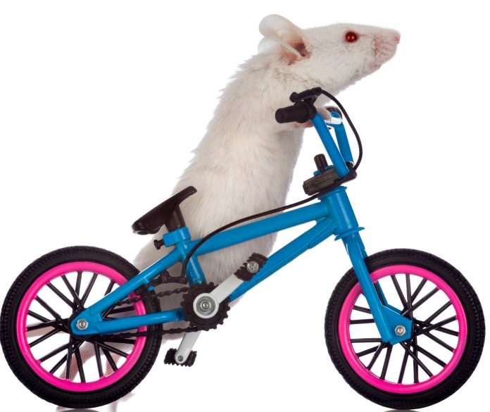 Mouse on an exercise bike