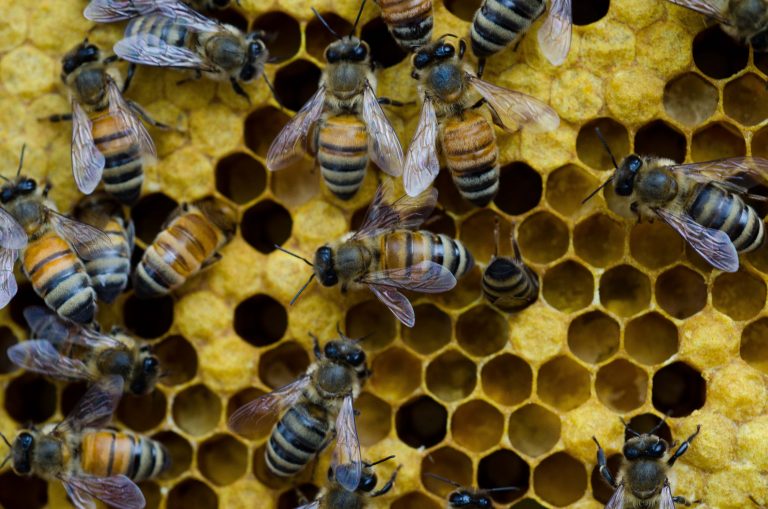 Honey Bee Microbiome Bacteria Engineered to Protect against Pathogens and Pests