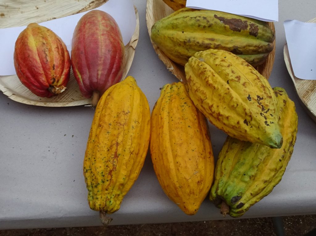 Cocoa Pods