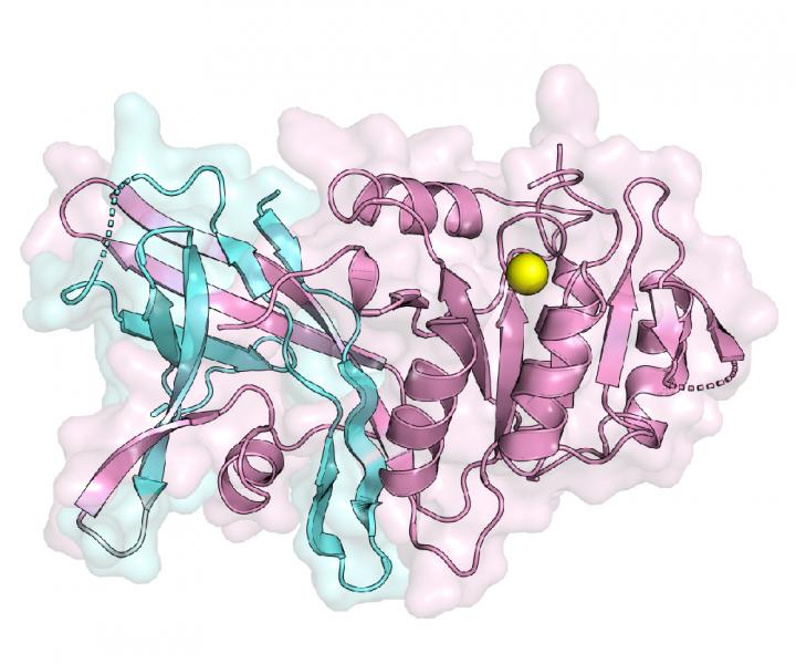Triglyceride Creating Enzyme’s Structure Revealed