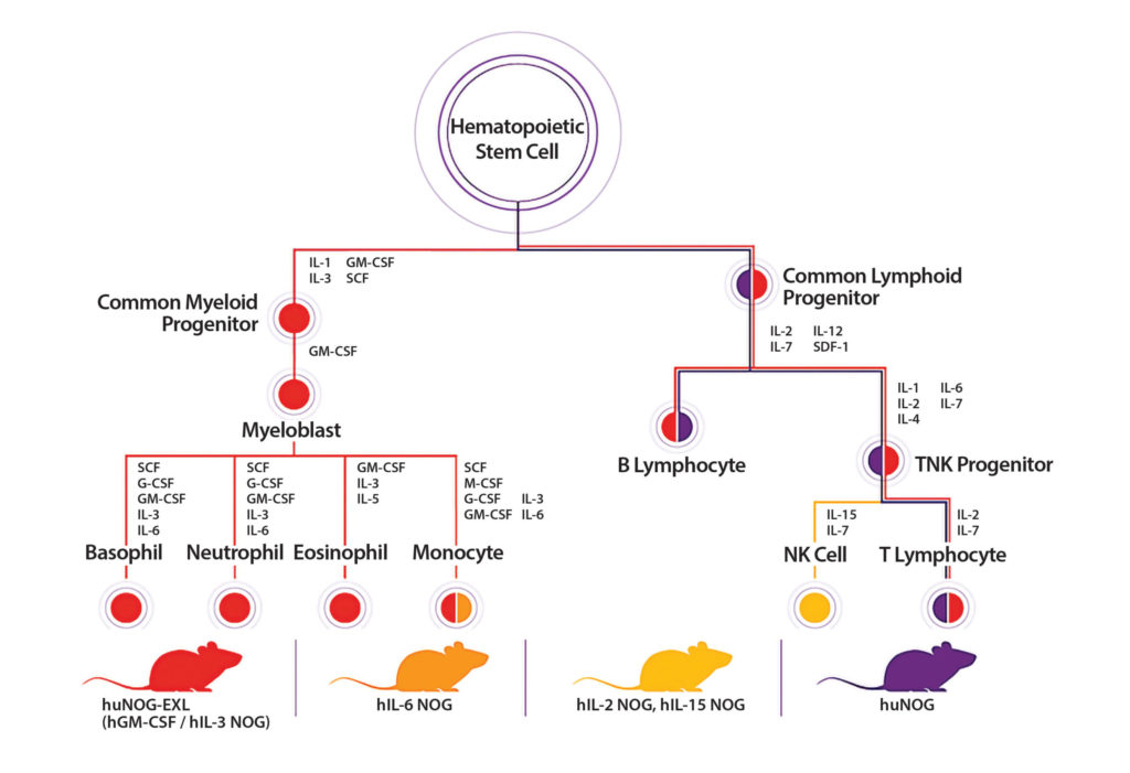 Hematopoietic Stem Cell Diagram