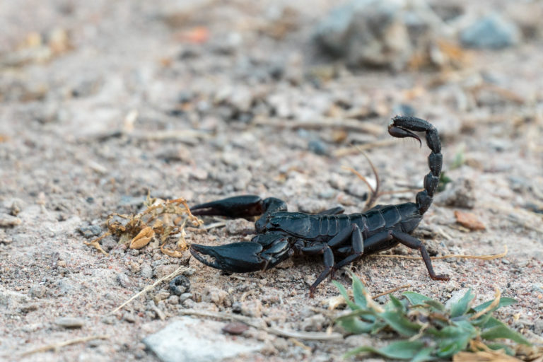 Scorpion Venom May Serve as Novel Therapy for Fetal Alcohol Spectrum Disorder