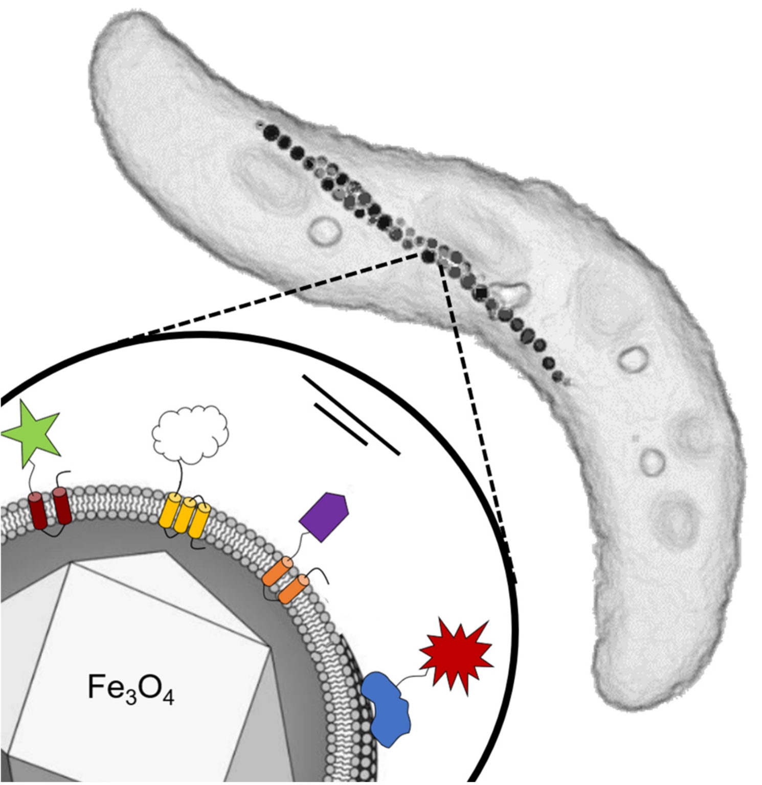 Magnetic Bacterium Extends Lifespan by 43% in Anti-Aging Study - News Directory 3