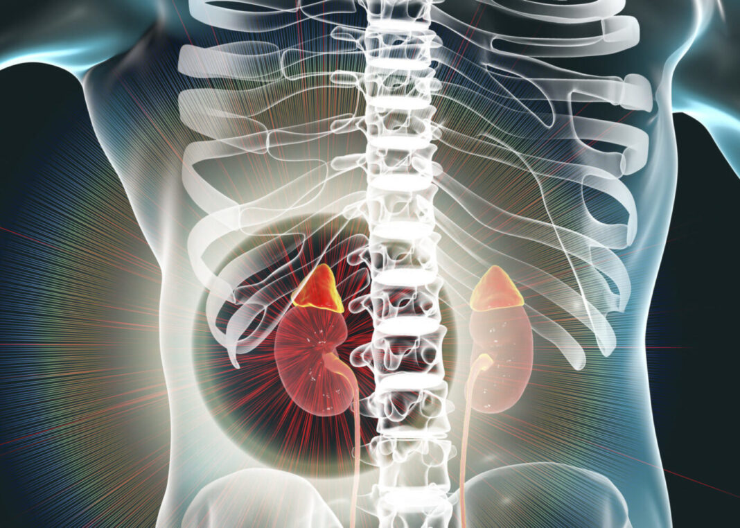 Human kidneys and adrenal glands, illustration