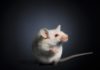 Multiple Mouse Stem Cell Lines Better Reflect Genetic Diversity for Neurological Studies