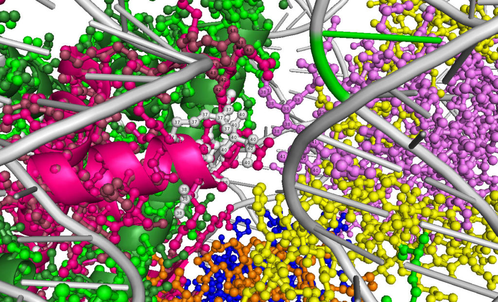 ELP1 assembly and folding of proteins