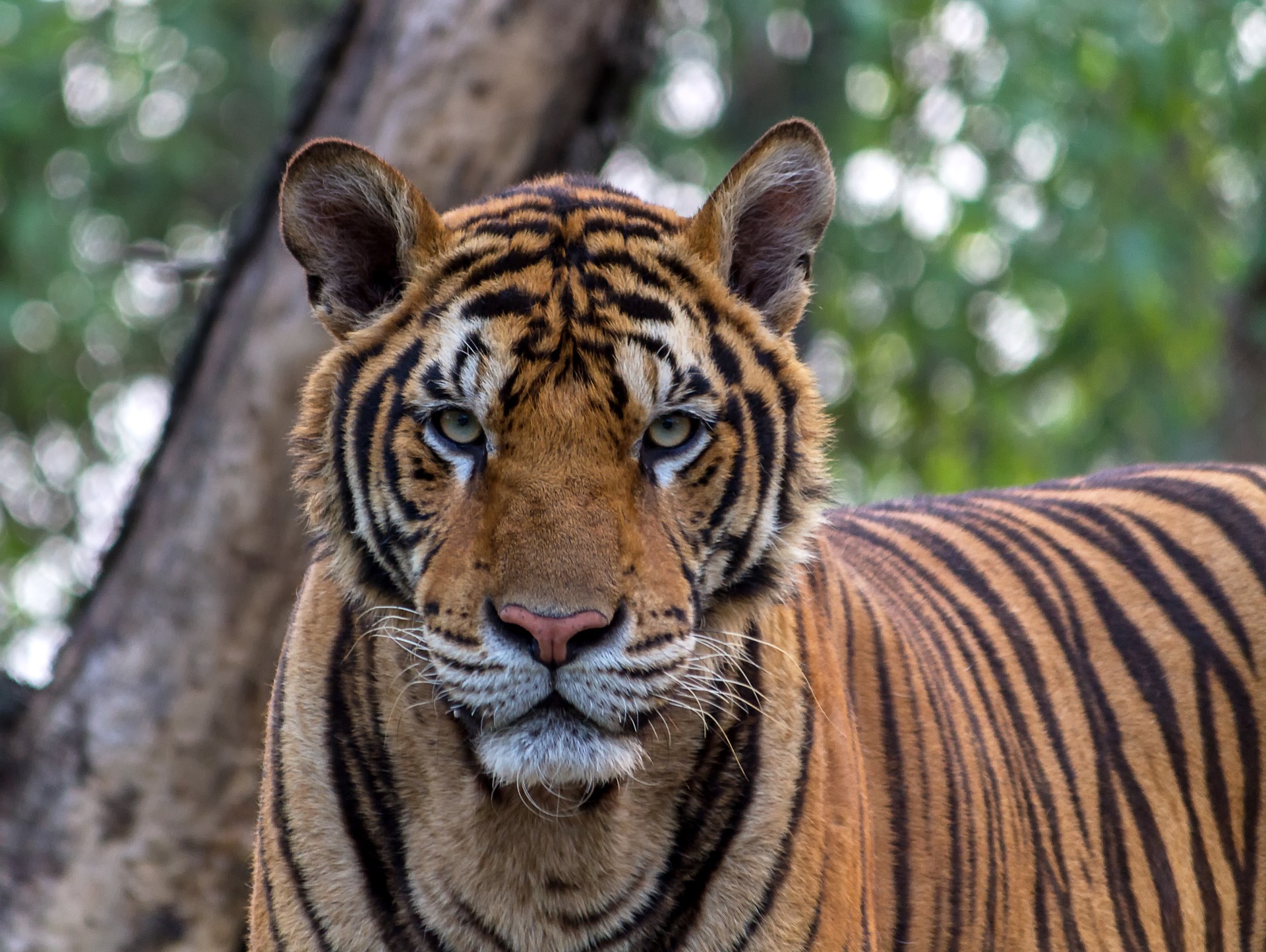 COVID-19 and Cats: Bronx Zoo Tiger Tests Positive