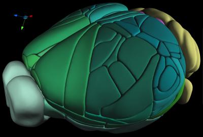 Mouse Brain Mapped in 3D at Single Cell Resolution
