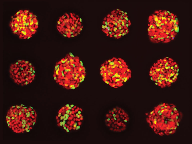 What 3D Imaging Means for Cancer Drug Discovery