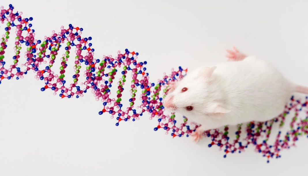 white mouse climbing DNA