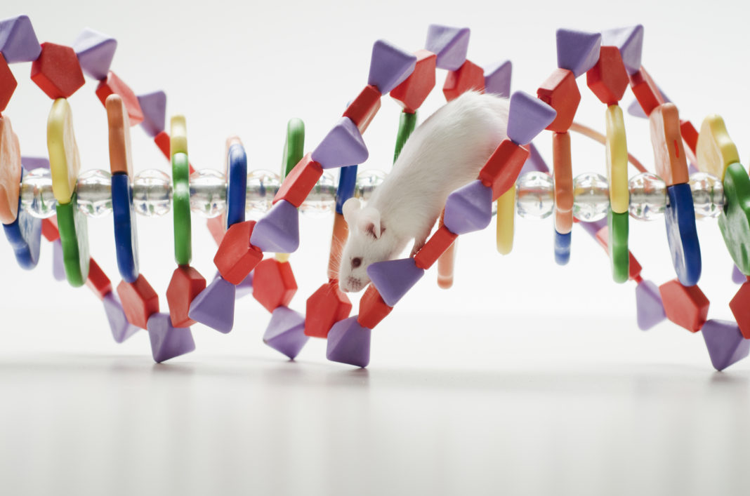 Laboratory mouse on DNA model, studio shot