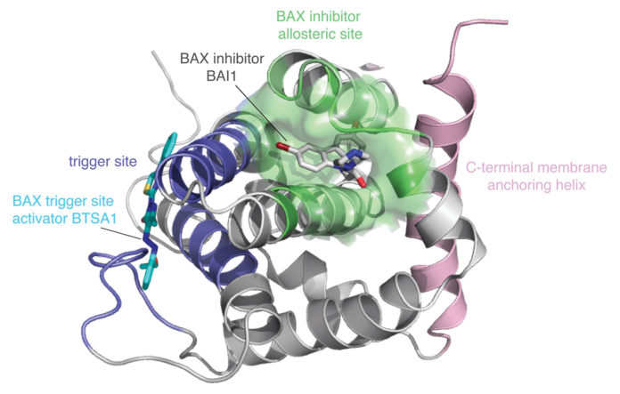 Bcl-2-associated X protein (BAX)