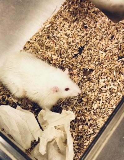 Human Mini Livers Function in Rat Recipients
