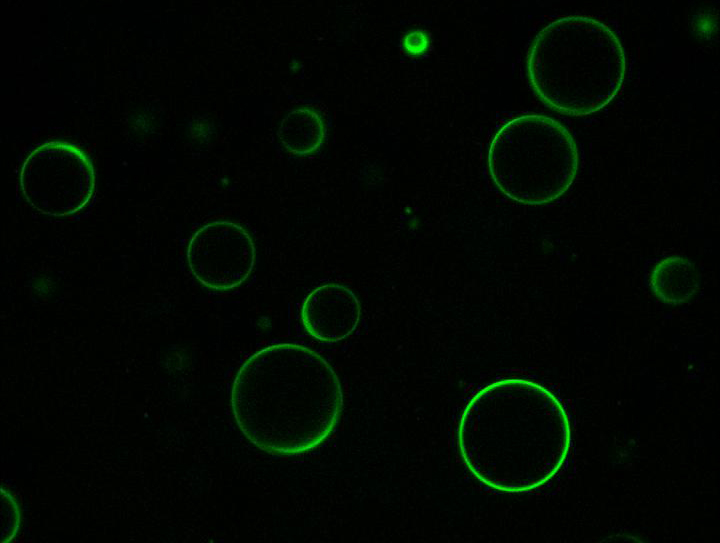 Protein-RNA vesicles (fluorescence microscopy)