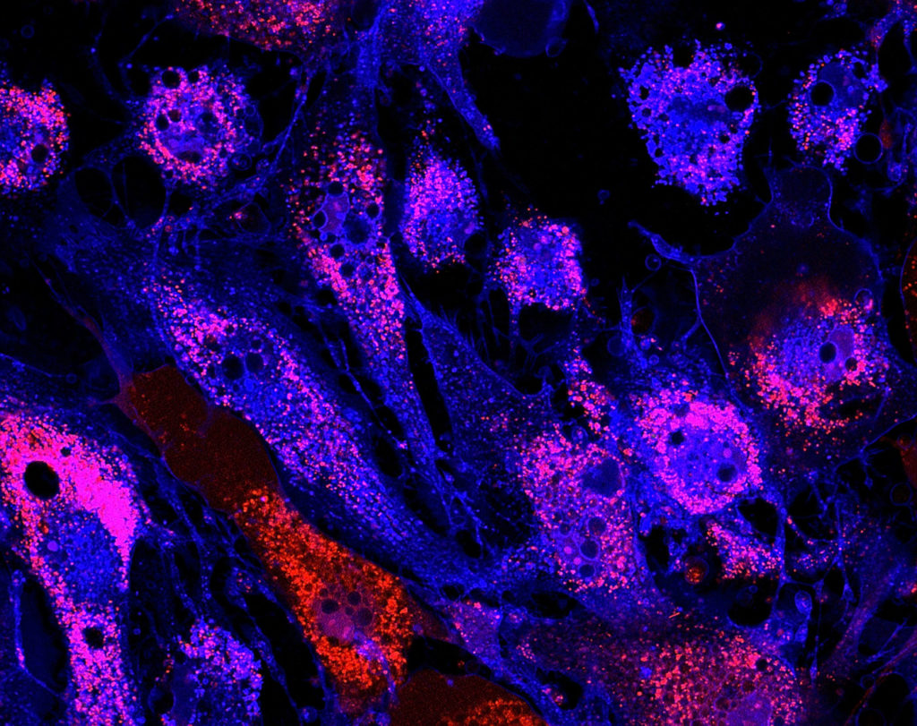 Mesenchymal stem cells labeled with fluorescent molecules
