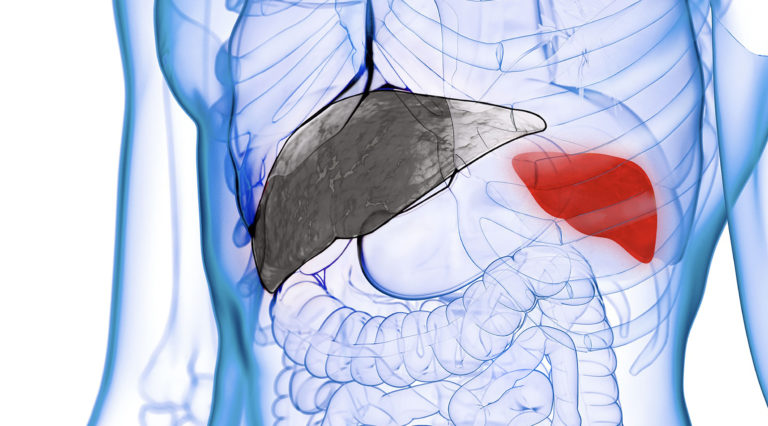 Tissue Alchemy Transforms Spleen to Liver