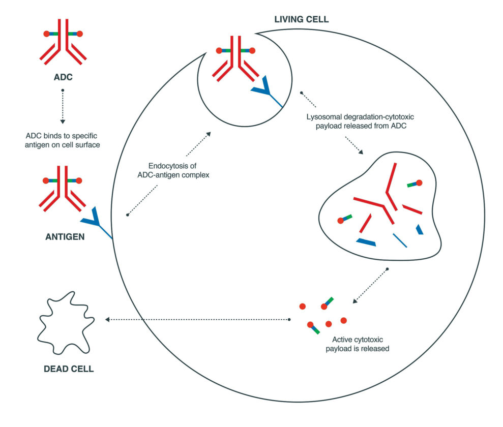 Overcoming Challenges in the Development of Anticancer ADCs