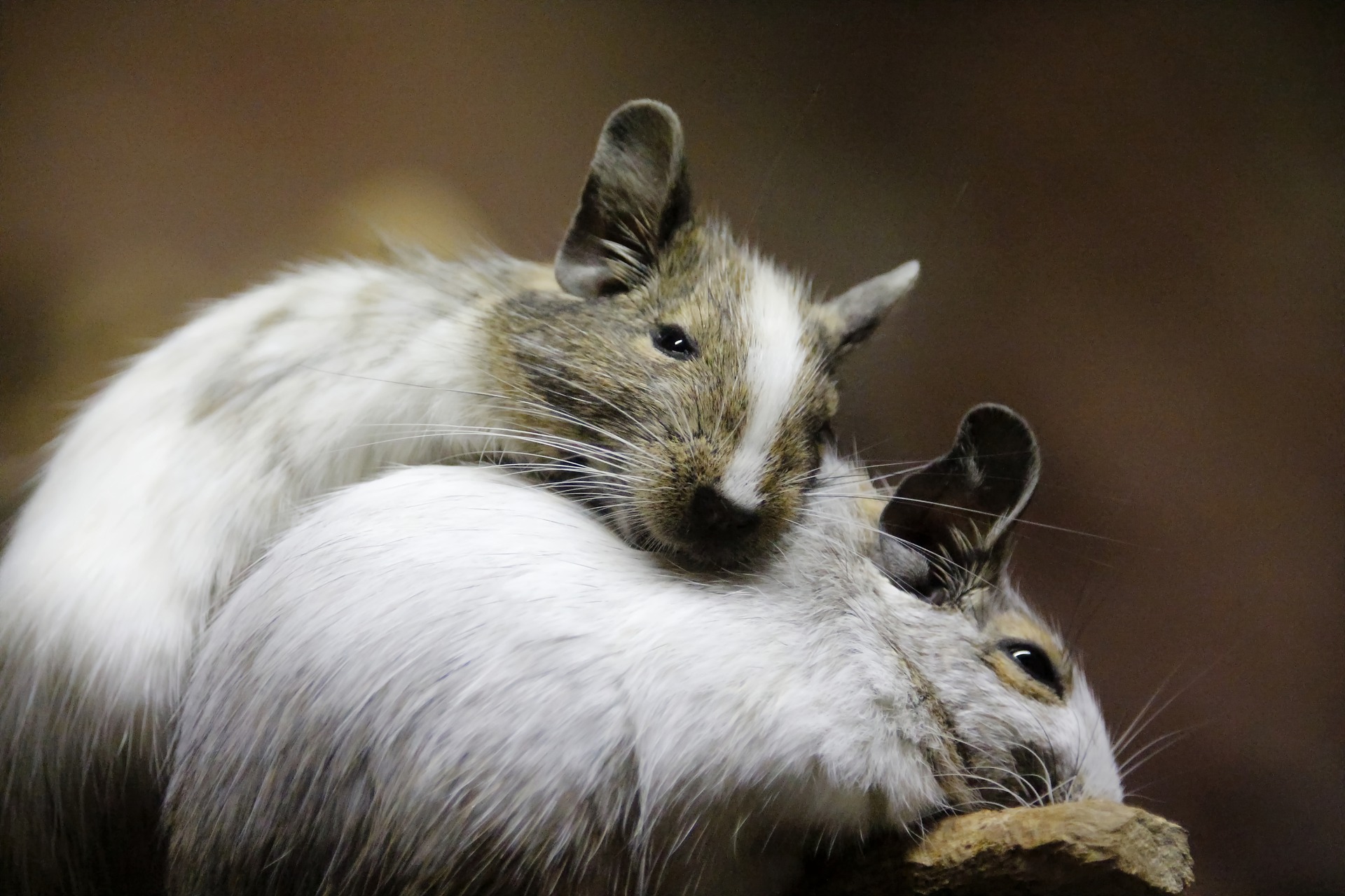 Scientists Induce Hibernation in Mice