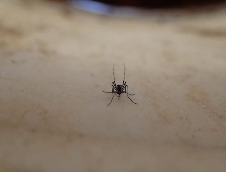 Mosquitoes’ Preference to Bite Humans Traced to Climate