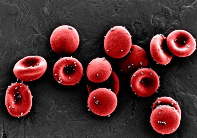 Red Blood Cells Harnessed as Nanoparticle Carriers for Vaccines