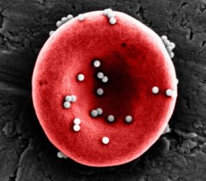 Nanoparticles coated in an antigen stick to red blood cells