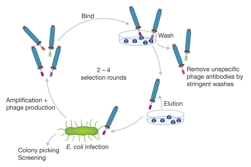 phage display antibody selection technique