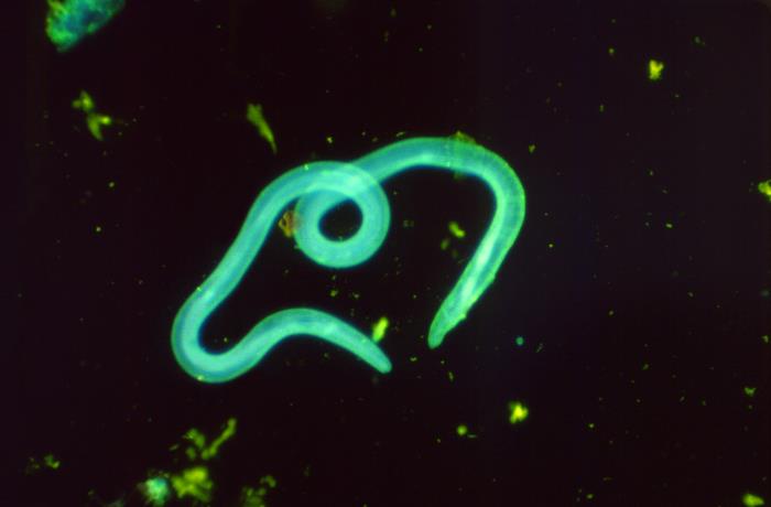 Paralyzing Parasitic Worms: Old Drug Gets New Understanding
