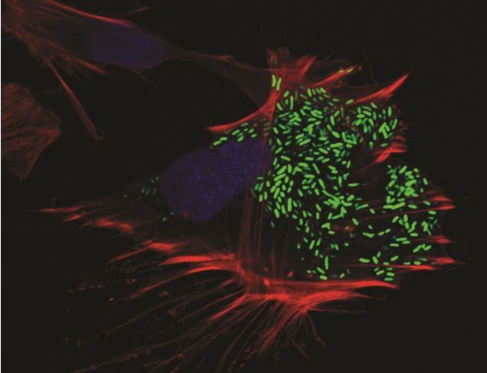 Vibrio Bacteria Weaken Host Cell Membrane to Escape