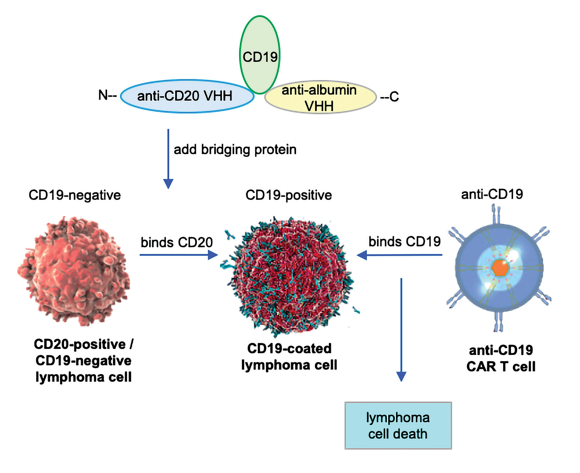 Т и б клетки. Т клетки памяти иммунология. Cd19 лимфоциты. Cd197+ т-клетки. Cd19 клетки.