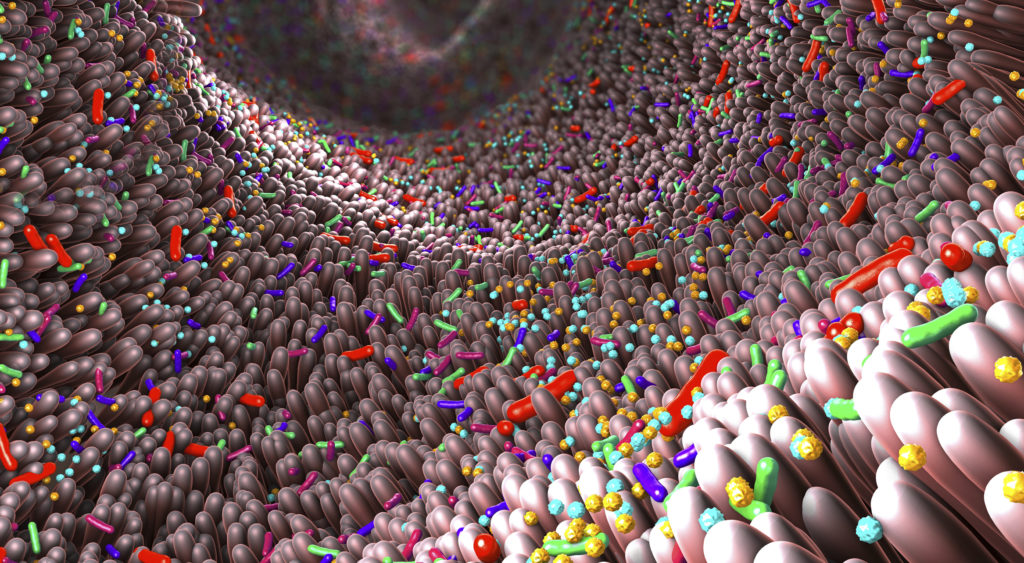 Microbiota of the human intestine, illustration