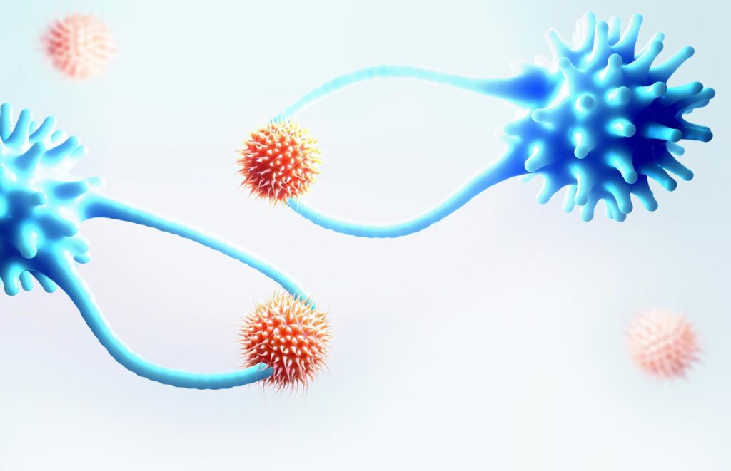 Cytotoxic T cells capturing cancer cells