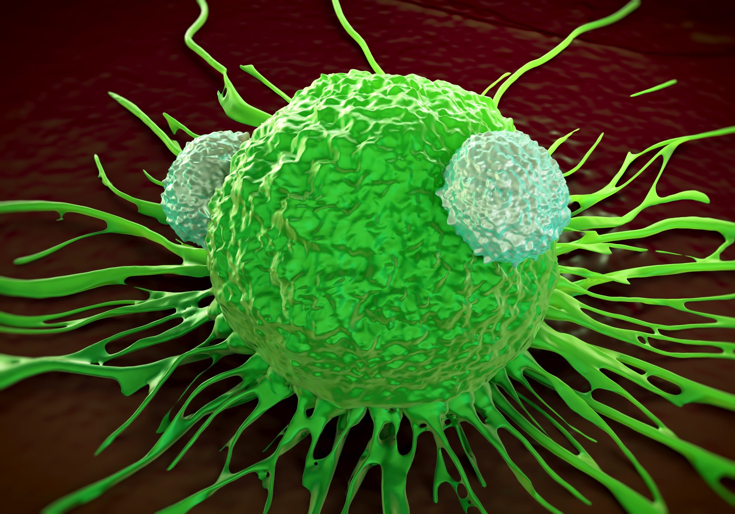 T lymphocytes and cancer cell