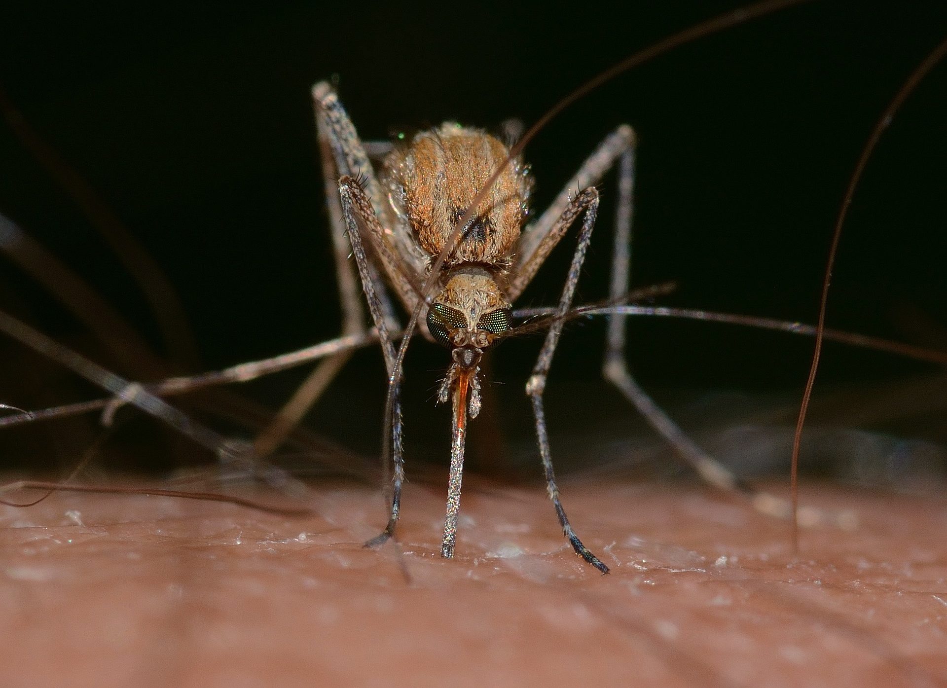 West Nile Virus Transmission May Shift Due to Climate Change - Genetic Engineering & Biotechnology News