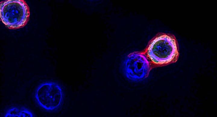 FucoID: Fast, Precise Tool Identifies Tumor-Targeting T Cells